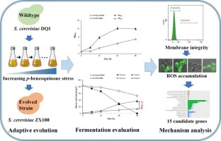 Enhanced cellulosic ethanol production by increasing p-benzo