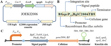 CRISPR/Cas9基因编辑载体JOEKI2006示意图(A)、菌株命名(B)以及基因表达盒和整合位点(C)。