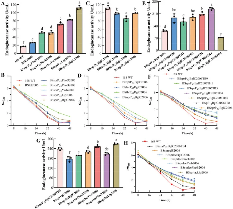 Endoglucanase activity and growth curves of recombinant Bacillus subtilis strains. (A, B) Strains with different signal peptides. (C, D) Strains with expression cassettes integrated at different genomic loci. (E, F) Strains employing different transcriptional terminators. (G, H) Strains with multi-c