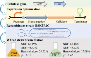 Engineering of multiple modules to enhance lignocellulose de