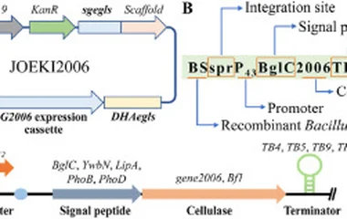 CRISPR/Cas9改造枯草芽孢杆菌增强木质纤维素降解