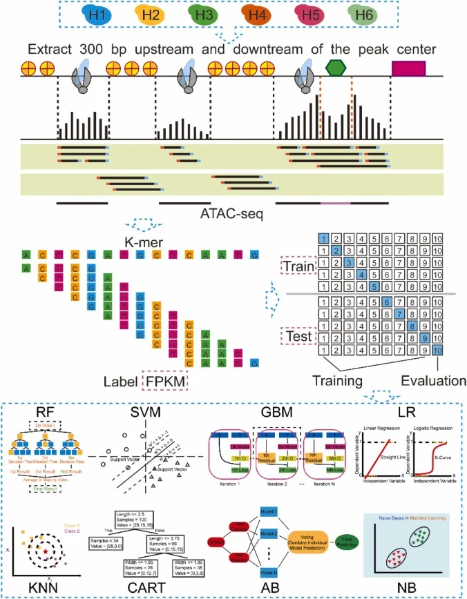 Model architectural diagram for gene expression prediction. Architecture of the gene expression prediction model. Input: 600-bp chromatin accessibility sequences from six strains; output: FPKM-based gene expression levels. Performance assessed by 10-fold cross-validation.
