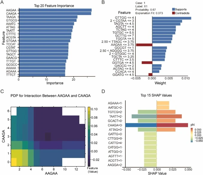 Model interpretability analysis. (A). Feature importance ranking: sequence motif ranking of the top 20 k-mers most predictive of classification outcome. (B). Local explanation: instance-level model interpretability using LIME for representative samples. (C). Global feature relationships: partial dep