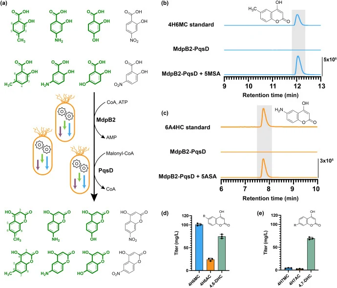 Substrate scope of the MdpB2-PqsD cascade for the biosynthesis of substituted coumarins. (a) Schematic of the MdpB2-PqsD pathway and the salicylic acid derivatives tested. Accepted substrates and resulting products are shown in green. Unaccepted substrates and expected products are shown in grey. (b