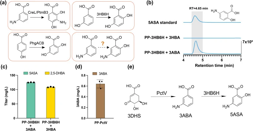Identification of a de novo route to 5ASA. (a) Candidate enzyme systems evaluated for aromatic hydroxylation of aminobenzoate-related substrates. CreL/PtmB3, PhgACB, and 3HB6H were tested based on their hypothesized substrate promiscuity toward 3ABA. (b) LC–MS analysis showing the production of 5ASA