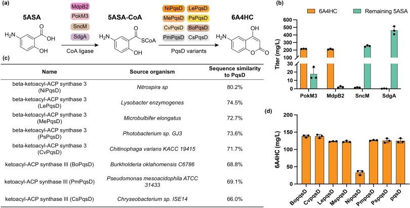 Screening of CoA ligases and PqsD homologs for 6A4HC production from 5ASA. (a) Biosynthetic conversion of 5ASA to 6A4HC through CoA ligase-mediated activation followed by PqsD-catalyzed cyclization. (b) Comparison of candidate CoA ligases co-expressed with PqsD. (c) Seven PqsD homologs were selected