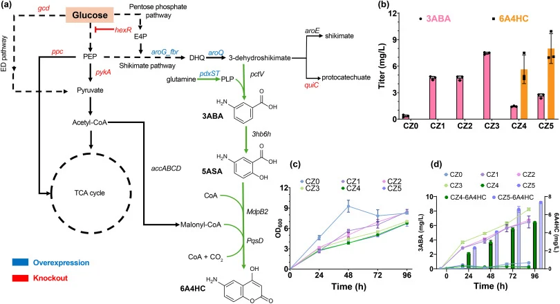 Metabolic engineering of P. putida for de novo 6A4HC biosynthesis. (a) Engineered pathway from glucose to 6A4HC with overexpression (blue) and knockout (red) targets indicated. (b) Accumulation of 3ABA and 6A4HC across the sequentially engineered strains PP-CZ0 to PP-CZ5. For PP-CZ4 and PP-CZ5, the