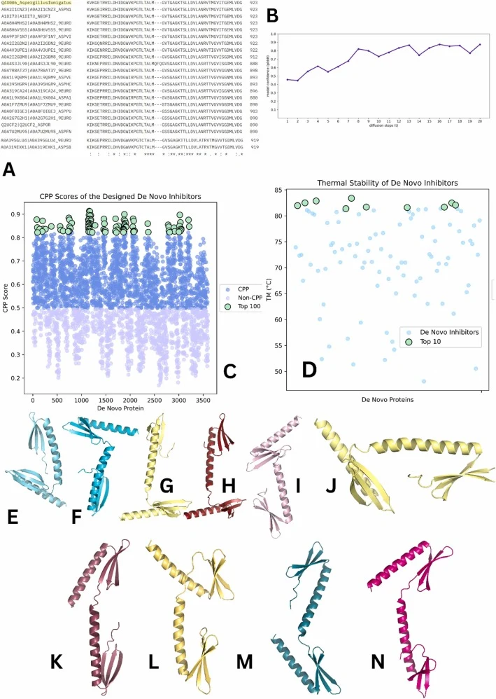 (A) MSA-based identification of conserved regions in abcA, where the first 60 residues are shown as highly conserved for all Aspergillus species under study (B) PLDDT score of the de novo generated protein sequence and structure (C) Visualization of CPP scores predicted through C2Pred, where each do