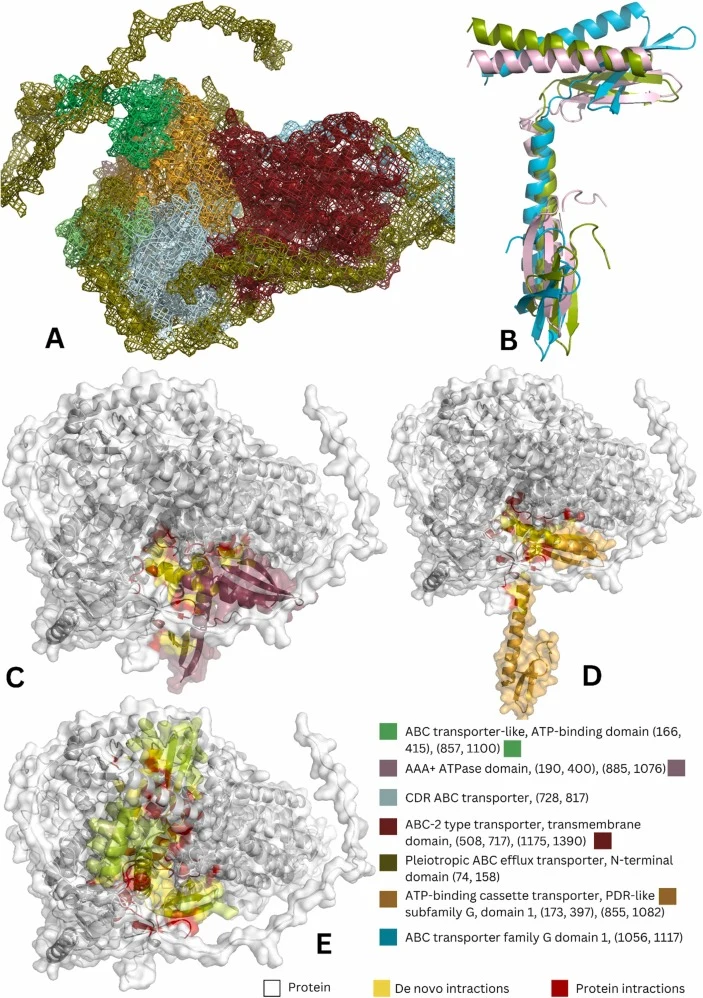 (A) 3D structure of the abcA protein with domain annotation (B) De novo binders superimposed onto each other to display their structural dissimilarities (C-G) Docked binders against the abcA protein, white color represents the protein, yellow represents the interaction residues of the binder while r