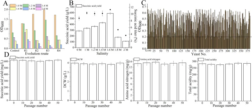 GREACE evolution of S. cerevisiae G100 under elevated salinity to enhance the concentrations of amino acids and organic acids using amino acid nitrogen, total acidity and succinic acid as indicator. (A) Comparison of biomass between parental G100 strain and four evolved line strains cultivated at di