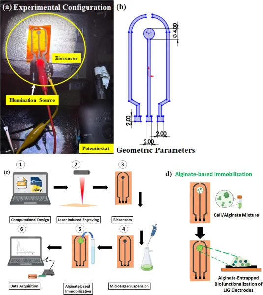 (a) Photoelectrochemical configuration of the sodium alginate–modified LIG-based microalgal biosensor under illumination. (b) Detailed schematic of the biosensor architecture with geometric dimensions. (c) Fabrication and operation workflow illustrating computational design, LIG engraving, biosensor