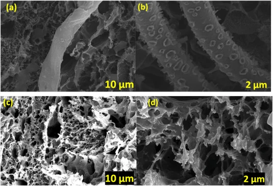 SEM micrograph of LIG-based biosensor electrodes after microalgal immobilizations: (a,b) Chlorella sp. immobilized on LIG surface at the magnification of 10 μm and 2 μm, respectively, (c,d) Nannochloropsis sp.-immobilized on LIG surface at the magnification of 10 μm and 2 μm, illustrating effective