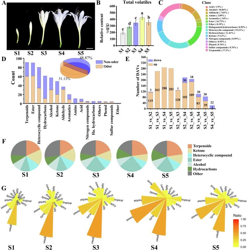 Comprehensive phenotypic and VOCs-based metabolomic profiling of L. longituba during flowering. (A) Representative images depicting distinct flowering stages of L. longituba. Scale bar = 1 cm. (B) Dynamic variation in total volatiles content across different flowering stages. (C) Classification and