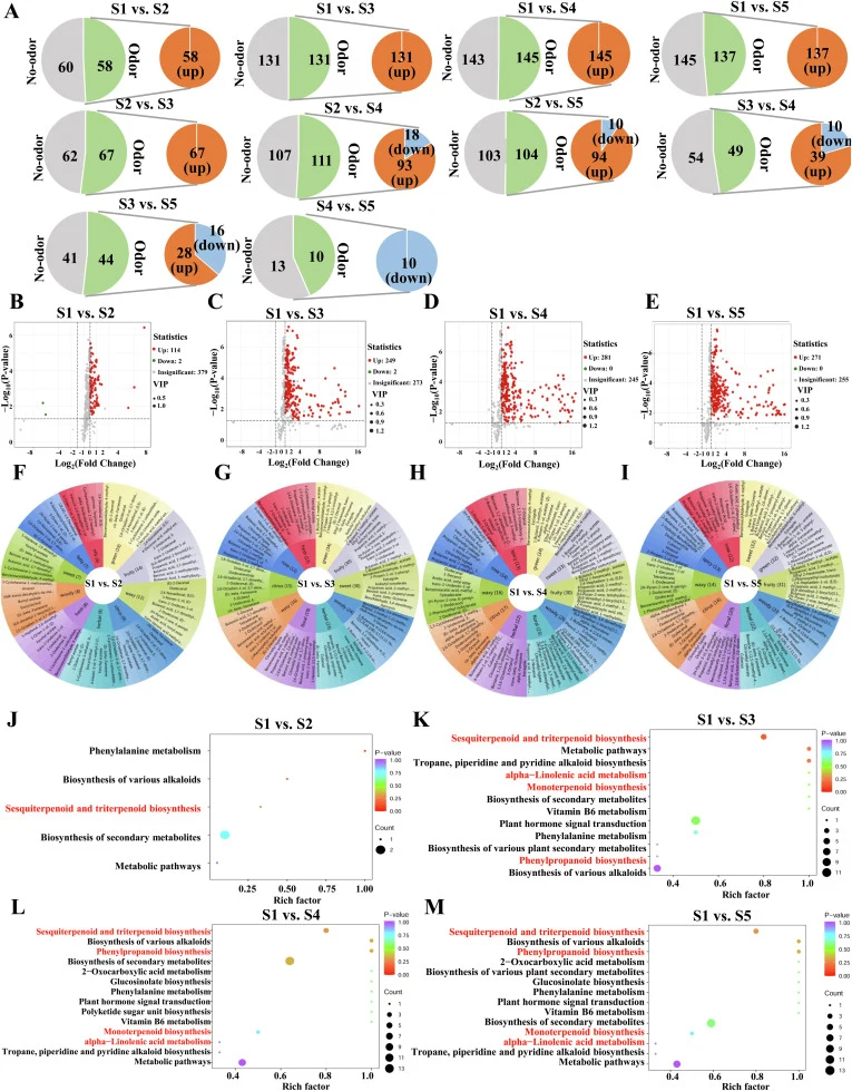 Phenotypic traits and floral volatile compounds of L. longituba in all developmental stages. (A) The bigger pie plots in each subplot showed the number of differentially changed VOCs annotated with odor and non-odor. The smaller pie plots display the number of differentially changed (q < 0.05) odor