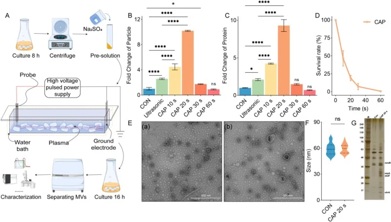 CAP mediated promotion of B. subtilis MVs secretion. (A) Schematic diagram of using CAP increased MVs production. CAP: After 8 h of bacterial incubation, the bacteria were mixed with Na2SO4 to prepare a bacterial solution with a conductivity of 400 μS/cm, which was placed in the CAP instrument and d