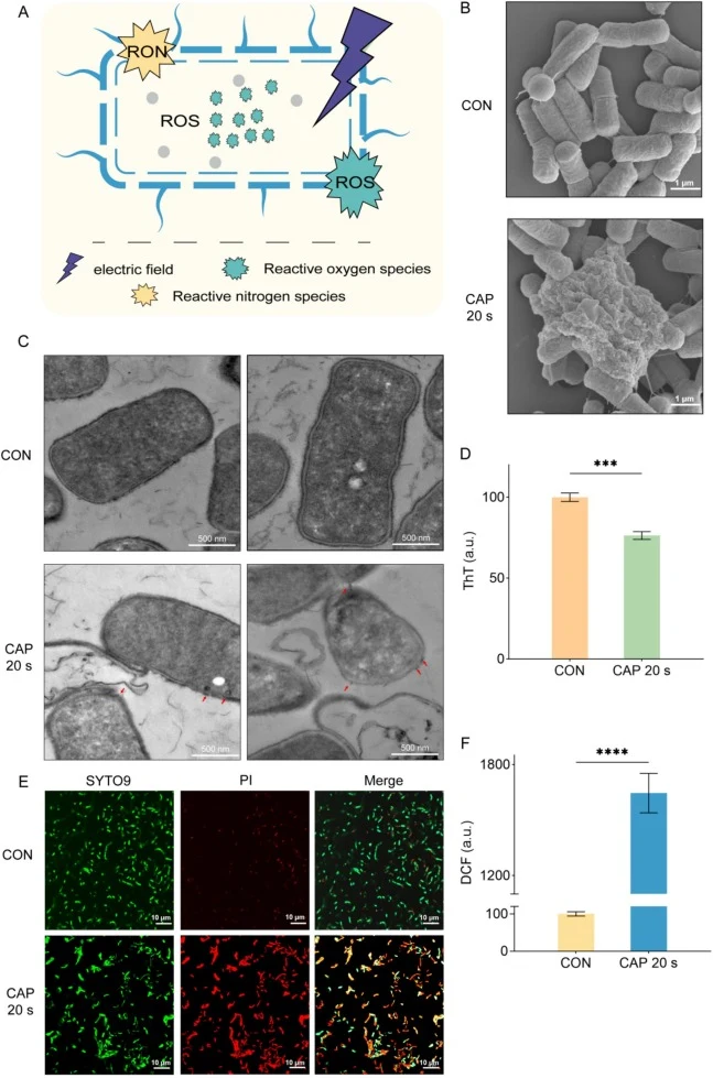 Cellular-level mechanism of increasing MVs production by CAP. (A) Schematic diagram of cellular changes in B. subtilis after CAP treatment. (B, C, D, E, F) Through scanning electron microscopy (SEM), transmission electron microscope (TEM), fluorescence detection, and fluorescence confocal observatio