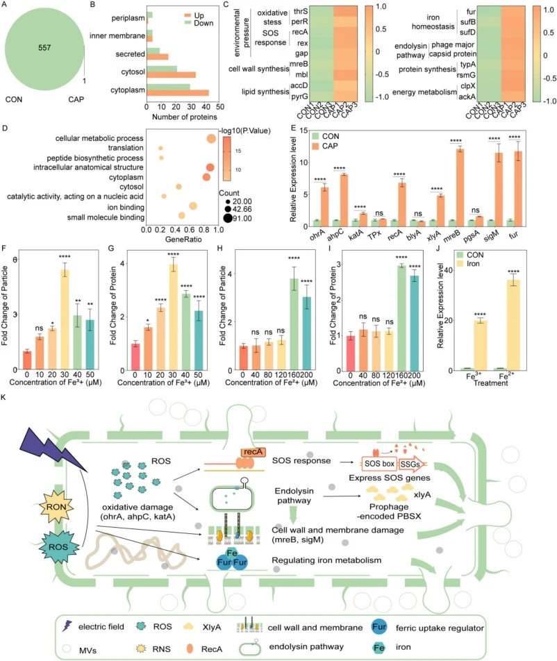 Molecular mechanism of increasing MVs production by CAP. (A, B, C, D) Profiling of functional protein from control and CAP 20 s B. subtilis. (A) Statistics of the total number of proteins. (B) Histogram of subcellular localization analysis of differentially expressed proteins. (C) Proteomic analysis