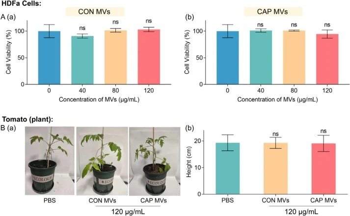 枯草芽孢杆菌膜囊泡的生物安全性。(A) 膜囊泡在哺乳动物细胞中的生物安全性评估。采用CCK-8细胞毒性试验,评估CON-MVs (a) 和CAP-MVs (b) 在0、40、80和120 μg/mL浓度下处理48小时的细胞活力。(B) 膜囊泡在植物中的生物安全性评估。