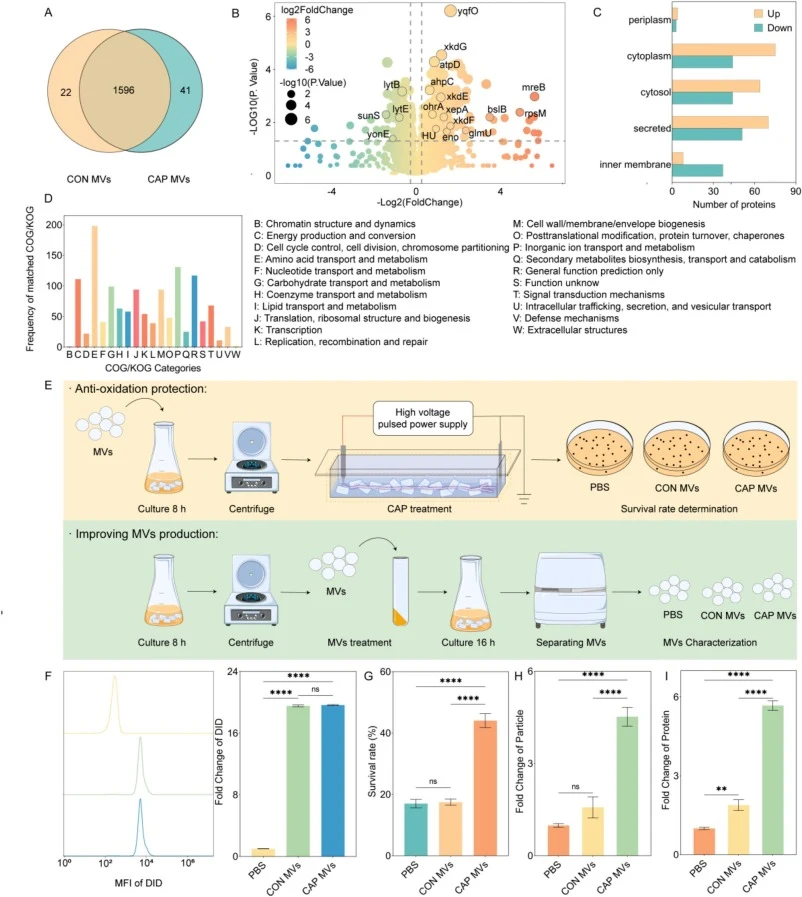 B. subtilis MVs treated with CAP delivered stress signals and promote MVs secretion. (A, B, C, D) Profiling of functional protein from control and CAP MVs. (A) Statistics of the total number of proteins. (B) Proteomic analysis in a comparison of control and CAP MVs. A darker circle means a larger -l