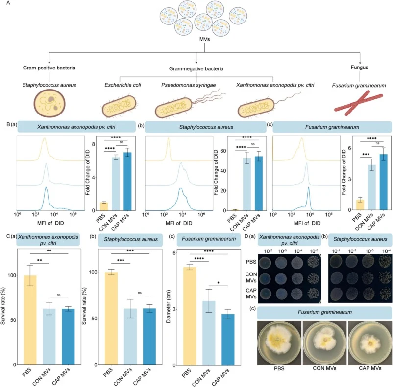 B. subtilis MVs possessed antibacterial and antifungal properties. (A) Schematic diagram of the application of MVs to pathogenic microorganisms. (B) Pathogenic microorganisms intake of CON and CAP MVs. After incubating the DID-stained MVs with X. axonopodis pv. citri (a), S. aureus (b) and F. gramin