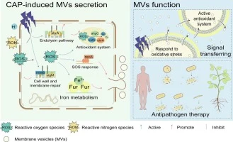 Cold atmospheric plasma triggers Bacillus subtilis membrane