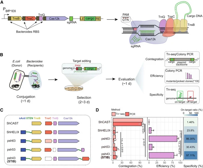 Optimization of ShCAST-based genome-editing tools for human gut Bacteroides species (A) Schematic of the polycistronic and codon-optimized ShCAST system for Bacteroides. (B) Schematic of genomic transposition experiment workflow. (C) Schematic of optimized ShCAST-based genome-editing tools for Bacte