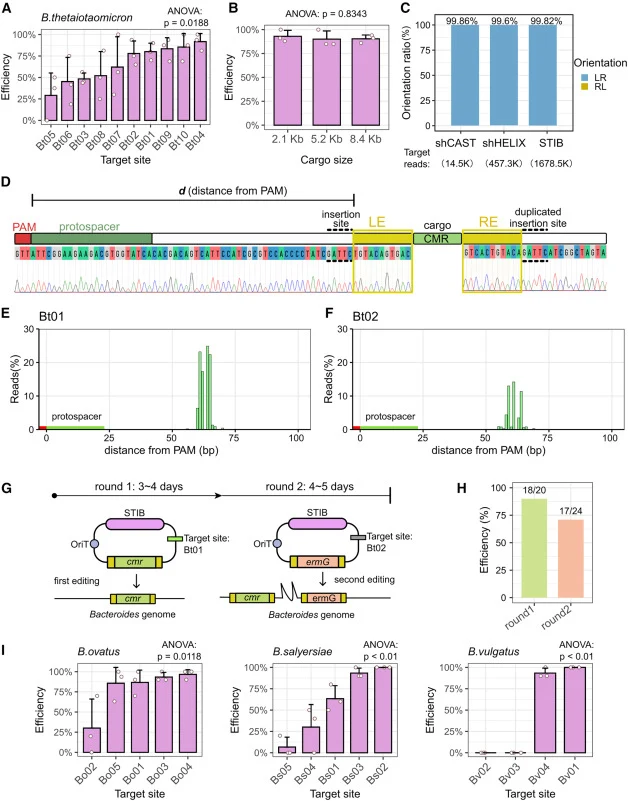 Systematic characterization of STIB (A) Evaluation of editing efficiency at different sites in B. thetaiotaomicron, via PCR (ANOVA test: p = 0.0188). (B) Editing efficiency at the Bt01 site with different cargo sizes assessed by droplet digital PCR (ddPCR) (ANOVA test: p = 0.8343). (C) Orientation r