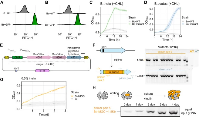 Targeted genomic insertions in Bacteroides species enable the enrichment of mutant strains (A) The expression intensities of the exogenous gfp gene in B. thetaiotaomicron. (B) The expression intensities of the gfp gene in B. ovatus. (C) The growth curve of wild-type (Bt-WT, gray) and Bt02 mutant (Bt