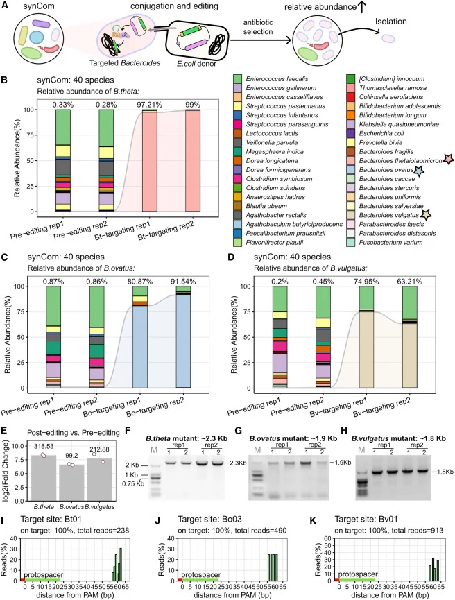 Species- and site-specific editing of Bacteroides within a complex gut microbial community (A) STIB mediates targeted editing in microbiota, followed by antibiotic selection for propagation and isolation of edits. (B–D) Changes in the community composition of the 40-species synthetic human gut bacte