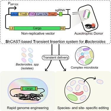 Targeted genomic editing of human gut Bacteroides species ba