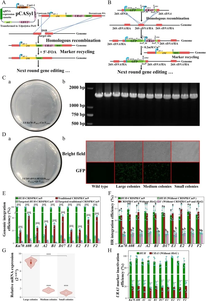 Optimization and functional validation of gene insertion strategies. A) Optimized schematic workflow of a site-specific gene integration strategy, illustrated by Cre insertion driven by the P MT-2 promoter; B) Schematic workflow of the optimized random multi-copy gene integration strategy, illustrat