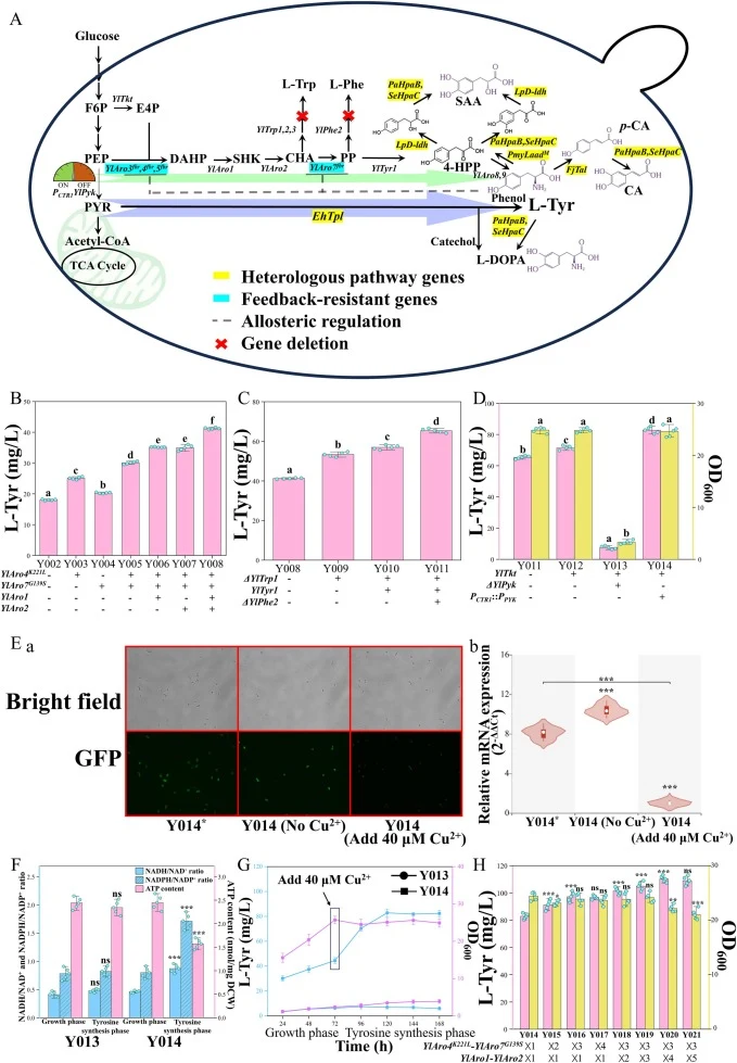 De novo biosynthetic pathways for L-tyrosine, L-DOPA, caffeic acid, and salvianic acid A in Y. lipolytica via the shikimate pathway and an artificial bypass, combined with metabolic engineering of the L-tyrosine pathway and functional validation of key regulatory elements. A) Metabolic pathway diagr