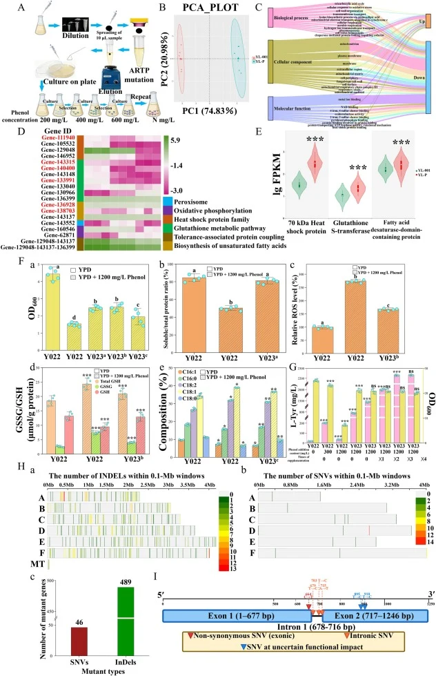 Construction of an artificial bypass for L-tyrosine biosynthesis and engineering of phenol tolerance in Y. lipolytica. A) Workflow for screening phenol-tolerant strains using ARTP mutagenesis coupled with ALE; B) Principal component analysis (PCA) of transcriptome sequencing data from phenol-toleran