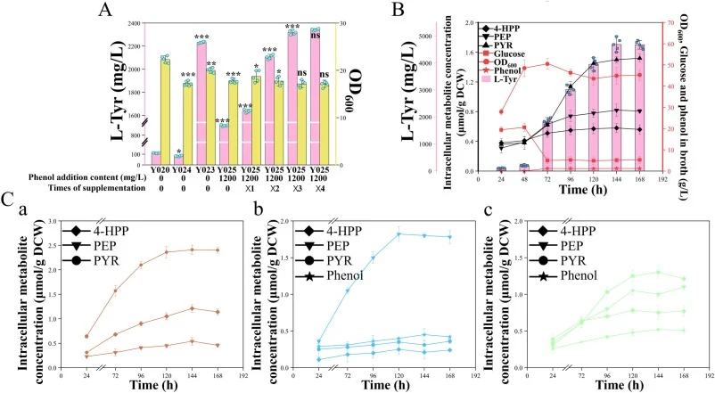 Fermentation performance and intracellular metabolic profiling of dual-pathway integrated strains A) L-tyrosine titers and biomass (OD₆₀₀) of indicated strains under 1200 mg/L phenol stress; B) Y025 strain 5 L fermenter fermentation data; C) Time-resolved intracellular concentrations of key metaboli