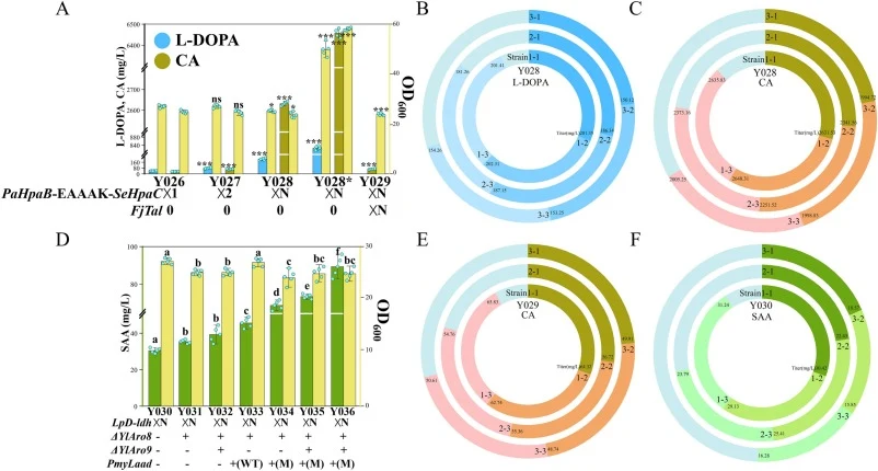 Productivity analysis of a L-tyrosine platform strain for the biosynthesis of L-tyrosine derivatives. A) Engineering and productivity characterization of L-DOPA and caffeic acid (CA) producing strains; B) Screening of multi-copy L-DOPA synthesis strains in Y028 using phenol and glucose as carbon sou