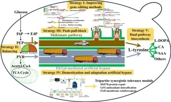 Multi-dimensional systematic metabolic engineering and dual-