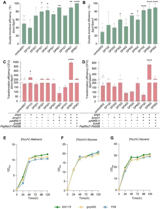 Dual-Gene knockout validation and growth assessment of High-Efficiency Gene-Editing Chassis. (A)-(B) Positive rates of the double-knockout Δaox1Δgut1 (A) and Δgut1Δaox1 (B) in various engineering strains. (C)-(D) The number of transformants on plates (transformation efficiency) from Δaox1Δgut1 (C) a