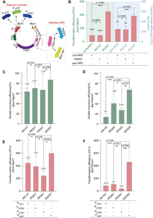 Backbone engineering to enhance CRISPR/Cas9 gene editing efficiency. (A) Optimization and screening of autonomously replicating sequences (PARS1 and panARS) and gRNA promoters (P TEF1 , P GPM1 , P HTB1 ) in the backbone vector BB3cH_pGAP_23_pLAT1_Cas9. (B) The number of transformants (transformation