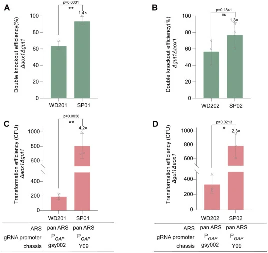 A comprehensive validation of the EMGES 3.0 featuring high-efficiency gene-editing chassis and optimized vector backbone. (A)-(B) Positive rates of double knockout Δaox1Δgut1 (A) and Δgut1Δaox1 (B) under EMGES 3.0. (C)–(D) The number of transformants (transformation efficiency) of double knockout Δa