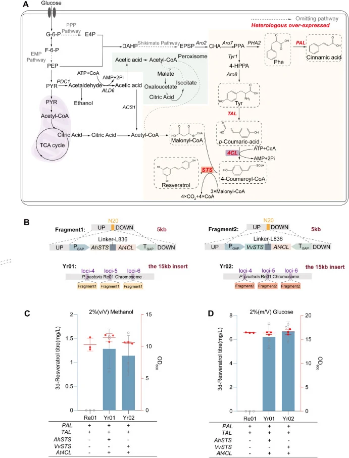 Validation of the EMGES 3.0 for multigene integration via resveratrol biosynthesis. (A) Schematic overview of resveratrol biosynthetic pathway. A resveratrol synthesis pathway was established in K. phaffii via heterologous expression of the key enzymes, PAL, TAL, 4CL and STS. (B) Repair fragments em