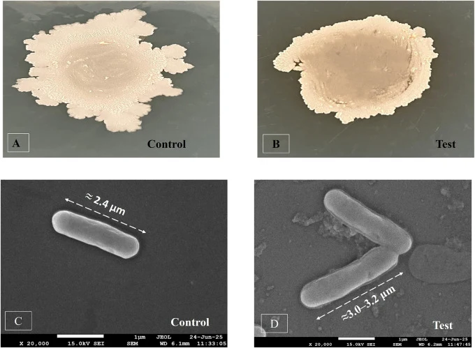 Morphological adaptation and growth response of Bacillus subtilis ULB16 under As (III) stress: (A-B) Colony morphology on MSM agar: (A) control colonies displayed large, dry, irregular morphology with highly branched margins, while (B) exposure to 100 µg/mL sodium As (III) resulted in smaller, compa