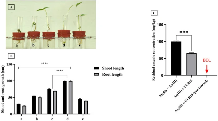 Effect of Bacillus subtilis ULB16 on growth of Vigna radiata under As (III) stress: (A) Growth response of Vigna radiata cultivated in a hydroponic system for 7 days under different treatments: (a) medium supplemented with 100 µg/mL sodium As (III), (b) medium alone, (c) medium supplemented with B.