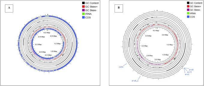 Whole genome sequence analysis and determination of arsenic resistance genes: A circular genome map of Bacillus Subtilis ULB16, Genome coordinates are indicated in megabase pairs (Mbp). (Created with Proksee). B- circular genome map of Bacillus subtilis ULB16 showing arsenic resistance associated ge