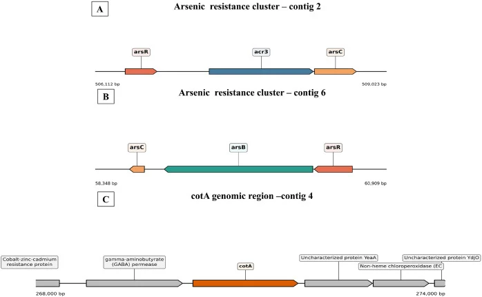 Genomic organization of arsenic resistance-associated genes and cotA in Bacillus subtilis ULB16: (A) Genomic organization of the arsR-acr3-arsC locus on contig 2. (B) Genomic organization of the arsC-arsB-arsR locus on contig 6. (C) Genomic neighborhood of cotA on contig 4, showing the adjacent anno