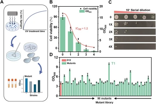 Screening of mutants tolerant to CSH by UV mutagenesis. (A) The workflow for screening CSH-tolerant strains using UV mutagenesis. (B) Cell viability, OD600, and IC50 of strain D12 under varying concentrations of corn stover hydrolysate (CSH). The x-axis labels 0, 1, 2, 3, and 4 indicate CSH concentr