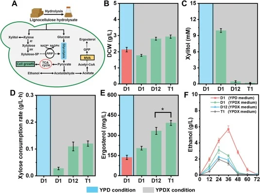 (A) Metabolic pathways involved in the utilization of lignocellulose hydrolysate by S. cerevisiae. (B) The DCW of engineered strains. (C) The xylitol concentration of engineered strains. (D) The xylose consumption rate (within 72 h) of engineered strains. (E) The ergosterol production of engineered