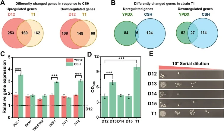 Screening of CSH tolerance-related targets in engineered S. cerevisiae through transcriptome analysis. (A) Venn diagram showing the overlap of upregulated and downregulated genes between strains D12 and T1 in YPDX compared to CSH. (B) Venn diagram showing the overlap of upregulated and downregulated