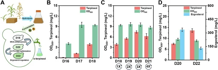 The α-terpineol synthesis of engineered strains from CSH. (A) Schematic diagram of the engineered S. cerevisiae for α-terpineol production from CSH. (B) Effect of MVA pathway enhancement on α-terpineol synthesis. (C) Effect of tVvTS copy number optimization on α-terpineol synthesis. (D) Effect of re