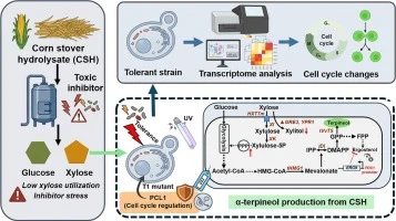 Engineering Saccharomyces cerevisiae for α-terpineol product
