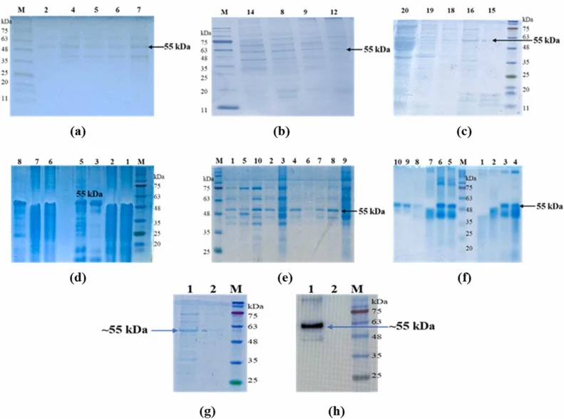 SDS-PAGE and western blot analysis: HPV16 VLP production in different K. phaffii strains under GAP and AOX promoters. (a–c) SDS-PAGE analysis showing the most efficient HPV-VLP–producing colonies (L1 monomer at ~55 kDa) in X-33, GS115, and KM71H strains under the GAP promoter in a Bio Lector microbi